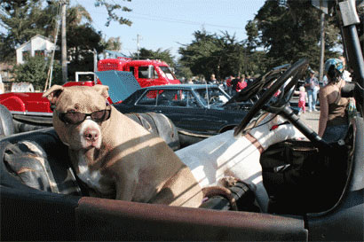Photo of Oktoberfest dogs and cars